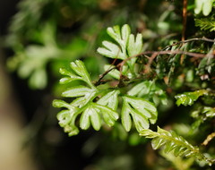 Hymenophyllum cupressiforme
