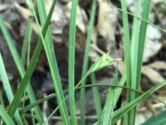 Carex willdenowii