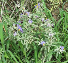 Solanum elaeagnifolium