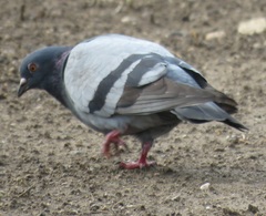 Columba livia domestica