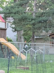 Cardinalis cardinalis