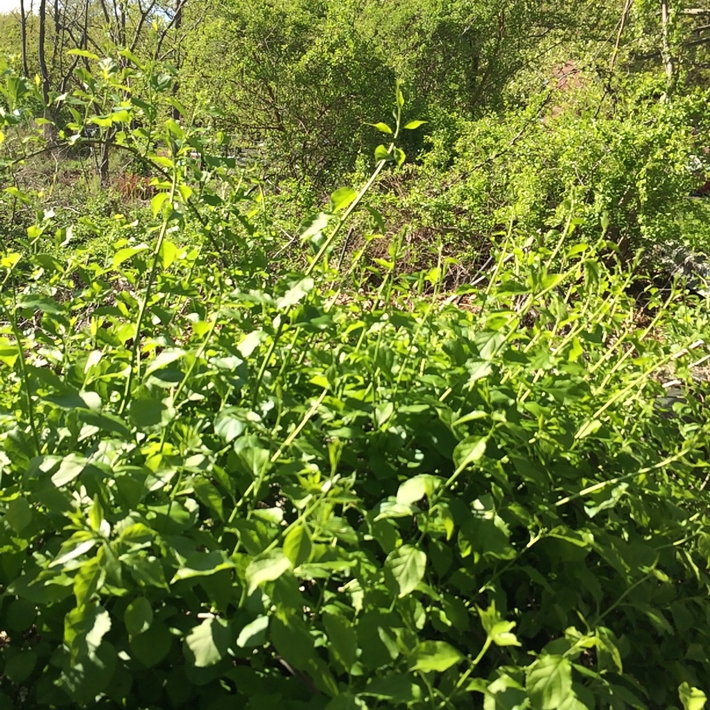 Oriental bittersweet (Invasive Plants of Maryland) · iNaturalist