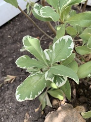Pittosporum tobira