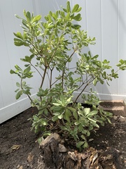 Pittosporum tobira