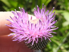 Cirsium engelmannii