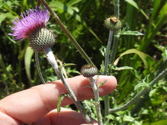 Cirsium engelmannii