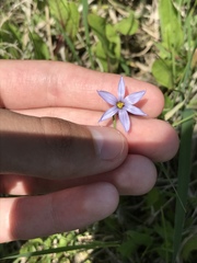 Sisyrinchium mucronatum