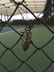 Batocera