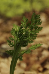 Botrychium matricariifolium