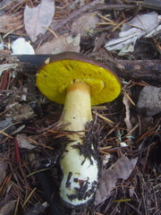 Aureoboletus citriniporus