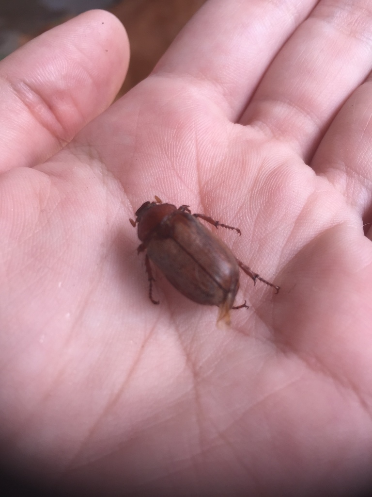 Amblonoxia carpenteri
