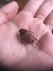 Amblonoxia carpenteri