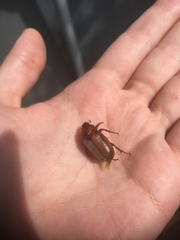 Amblonoxia carpenteri