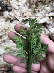 Botrychium matricariifolium