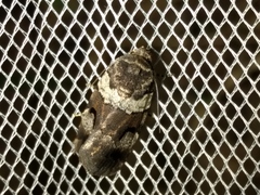 Thoracolopha flexirena