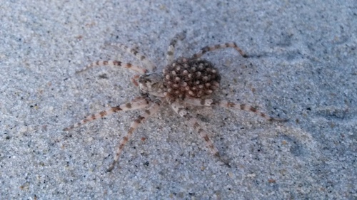 Northern Bear Spider, Jastarnia, Poland, photo 8 of 10