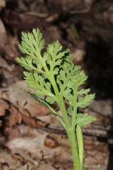 Botrychium matricariifolium