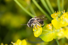 Andrena