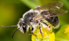 Andrena
