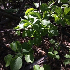 Celastrus orbiculatus