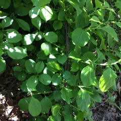 Celastrus orbiculatus