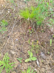 Tephroseris porphyrantha