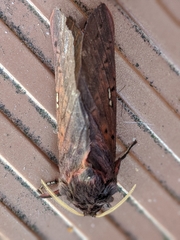 Oxycanus