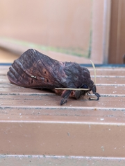 Oxycanus