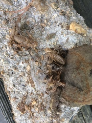 Cordulia shurtleffii