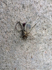 Cordulia shurtleffii