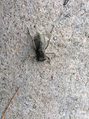 Cordulia shurtleffii