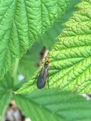 Rhamphomyia longicauda
