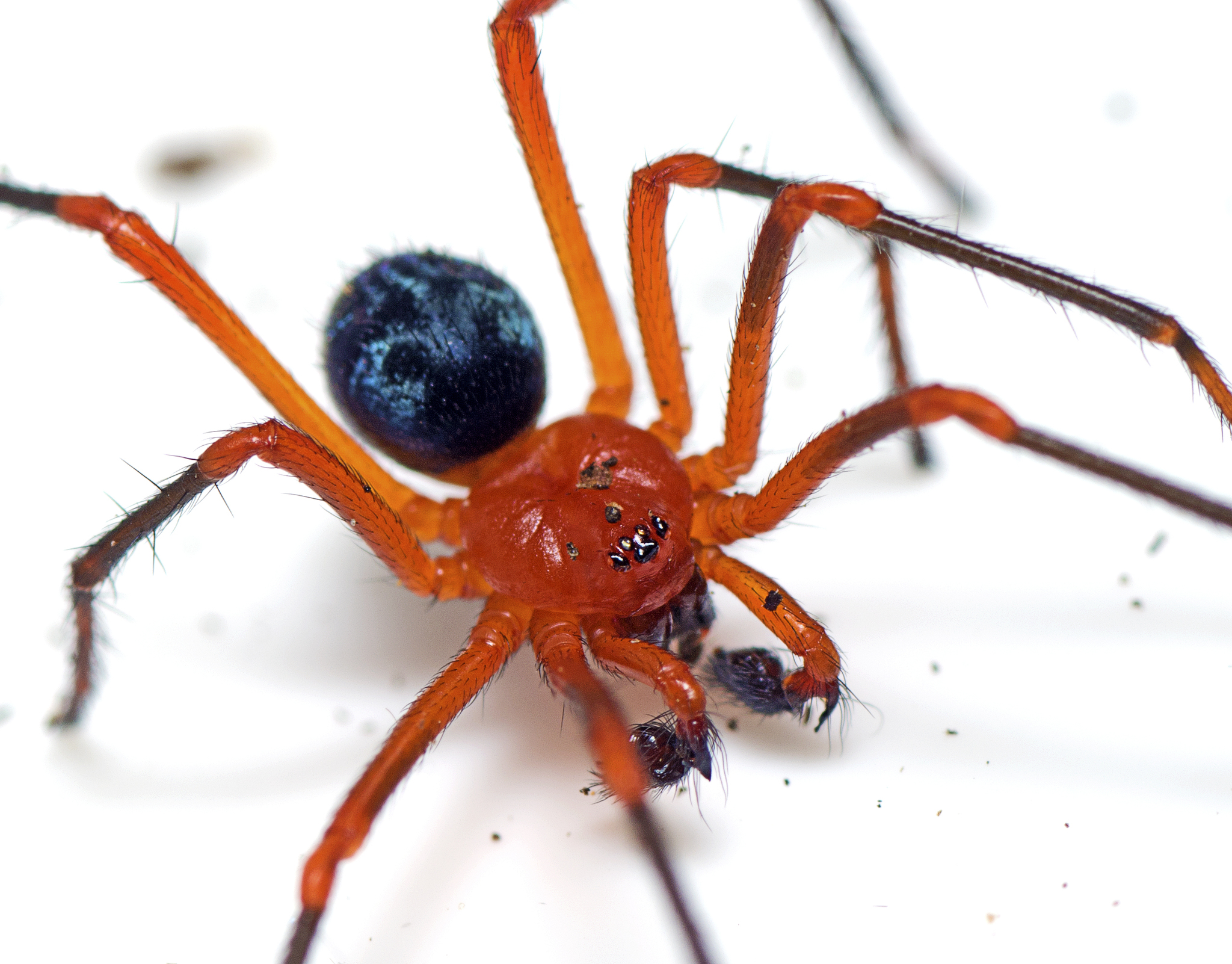 Red-and-black Spiders and Megadictynids (Superfamily Nicodamoidea
