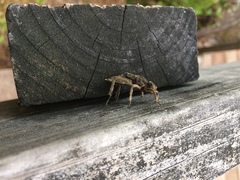 Cordulia shurtleffii