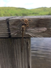 Cordulia shurtleffii