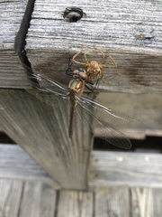 Cordulia shurtleffii