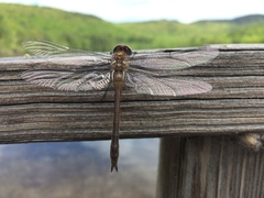 Cordulia shurtleffii