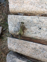 Cordulia shurtleffii