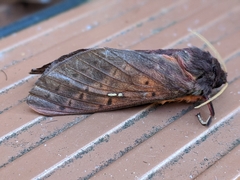 Oxycanus