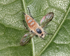 Entomophthoraceae