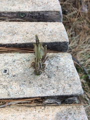 Cordulia shurtleffii