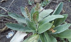 Plantago floccosa