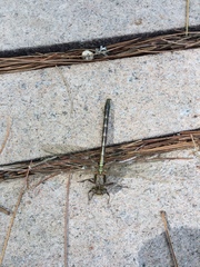 Cordulia shurtleffii