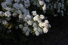 Spiraea × vanhouttei