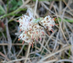 Antennaria neglecta