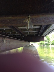 Cordulia shurtleffii