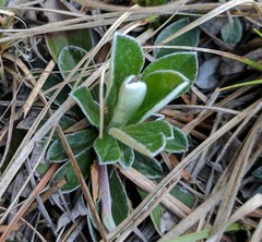 Antennaria neglecta