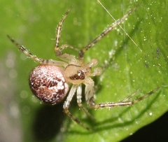 Theridion murarium