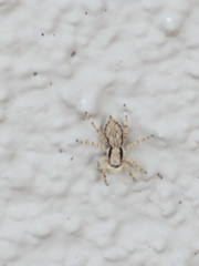 Menemerus bivittatus