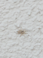 Menemerus bivittatus